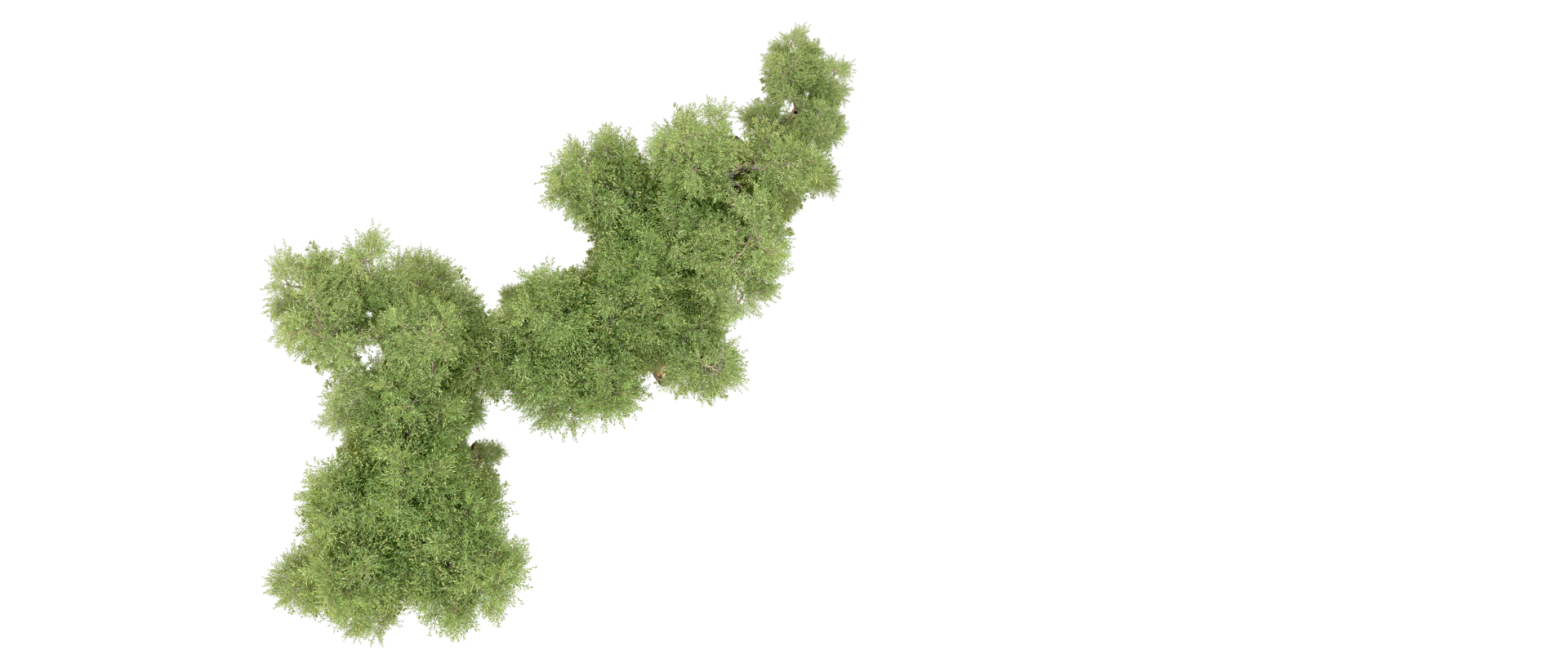 Green forest isolated on background. 3d rendering - illustration png