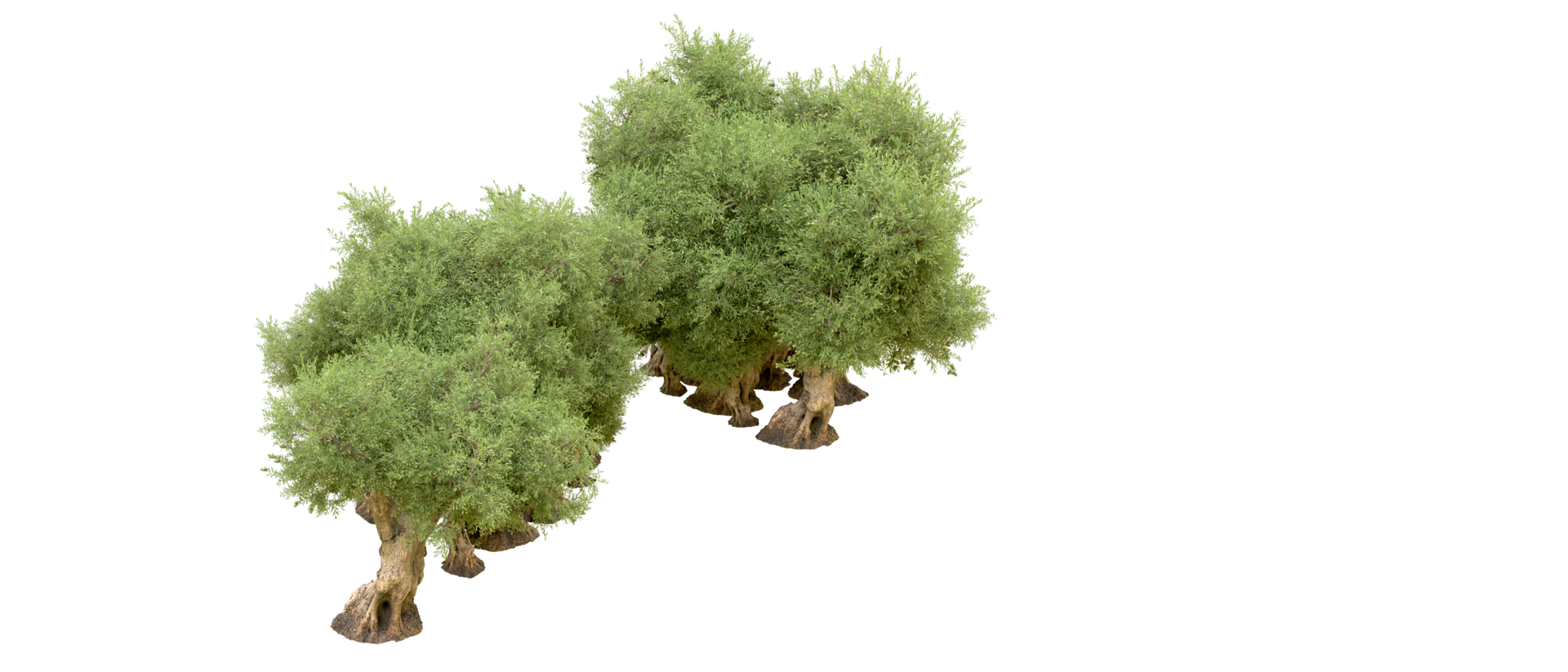 Green forest isolated on background. 3d rendering - illustration png