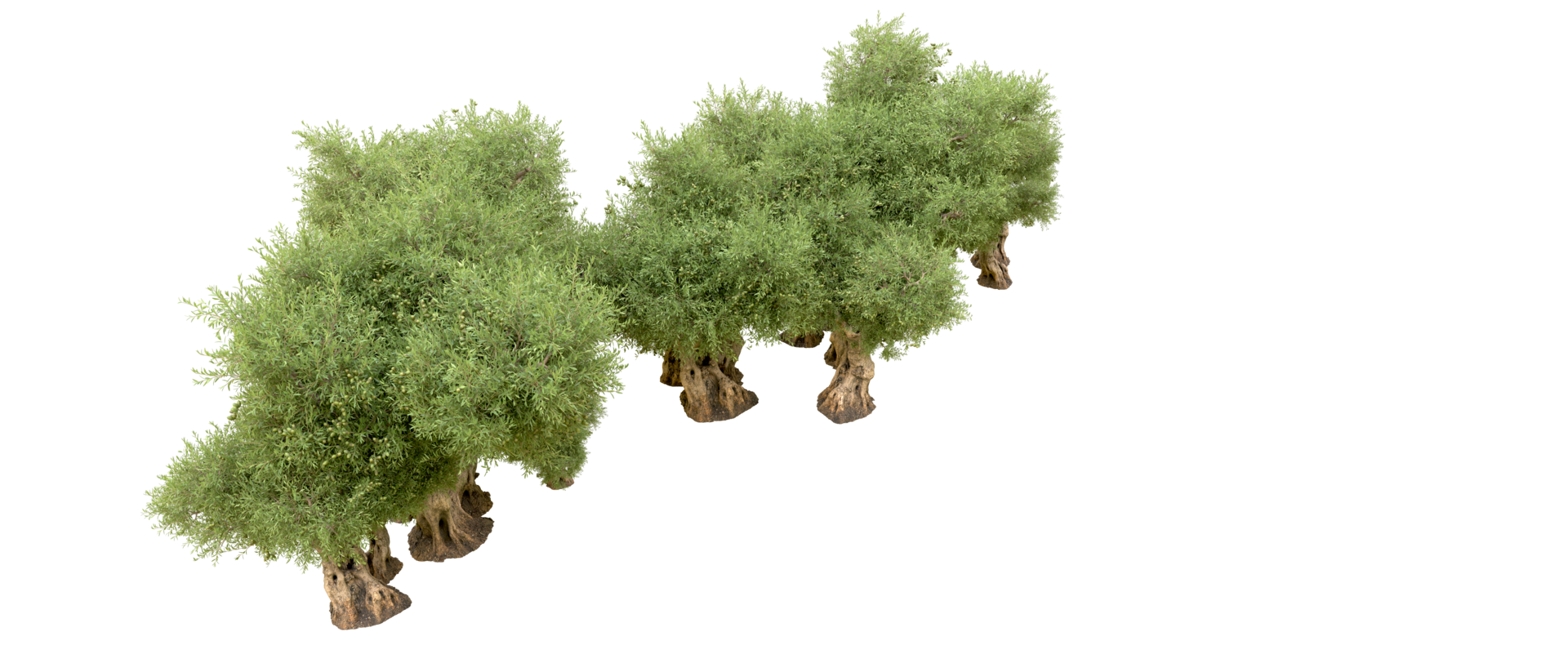 Green forest isolated on background. 3d rendering - illustration png