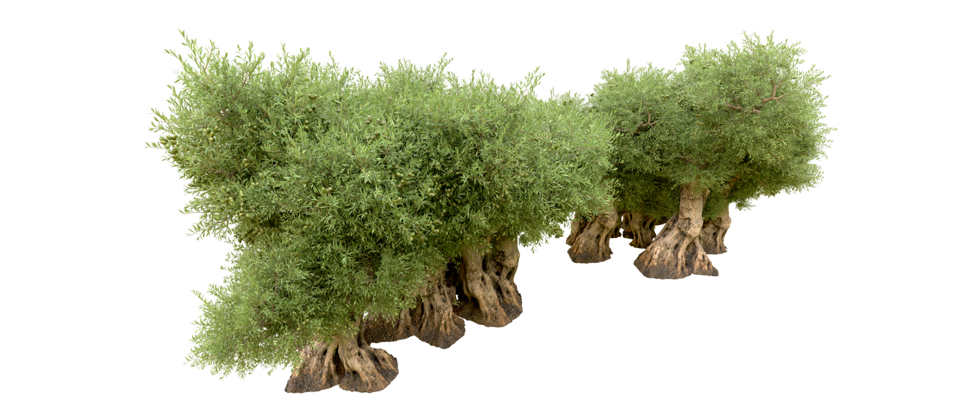 Green forest isolated on background. 3d rendering - illustration png