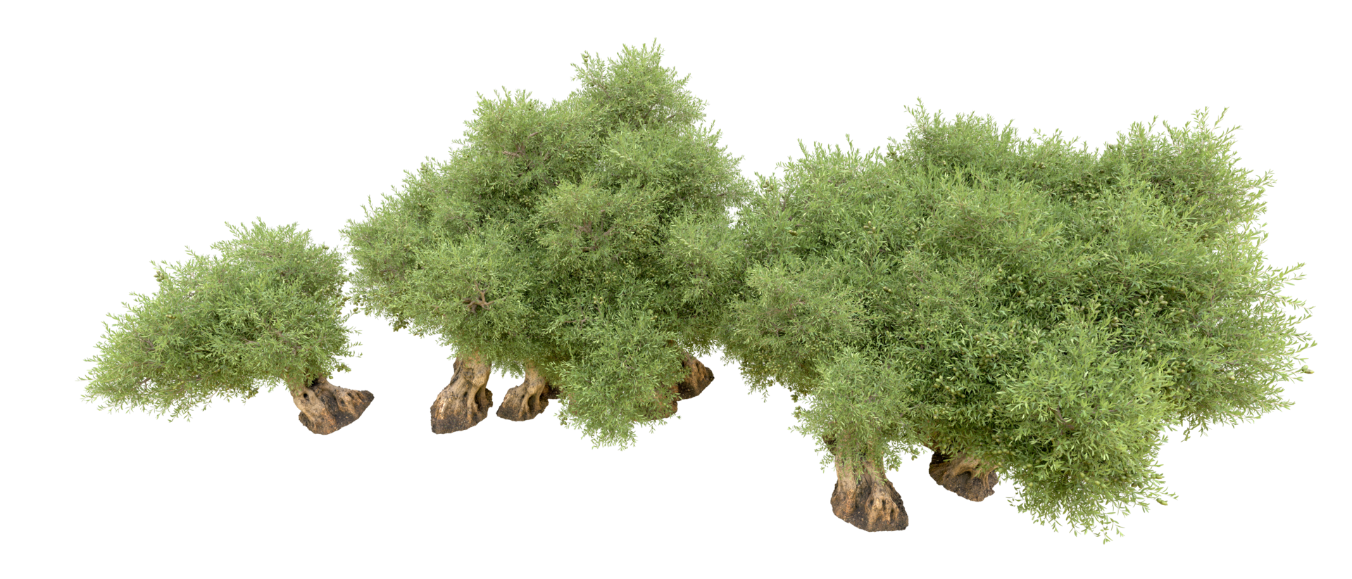 Green forest isolated on background. 3d rendering - illustration png