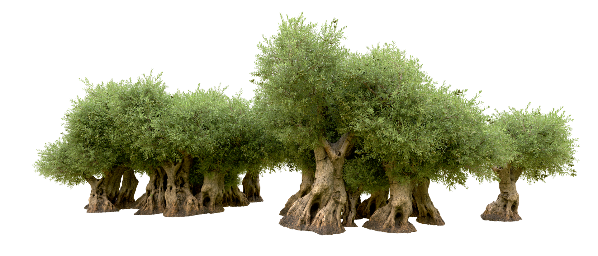 Green forest isolated on background. 3d rendering - illustration png