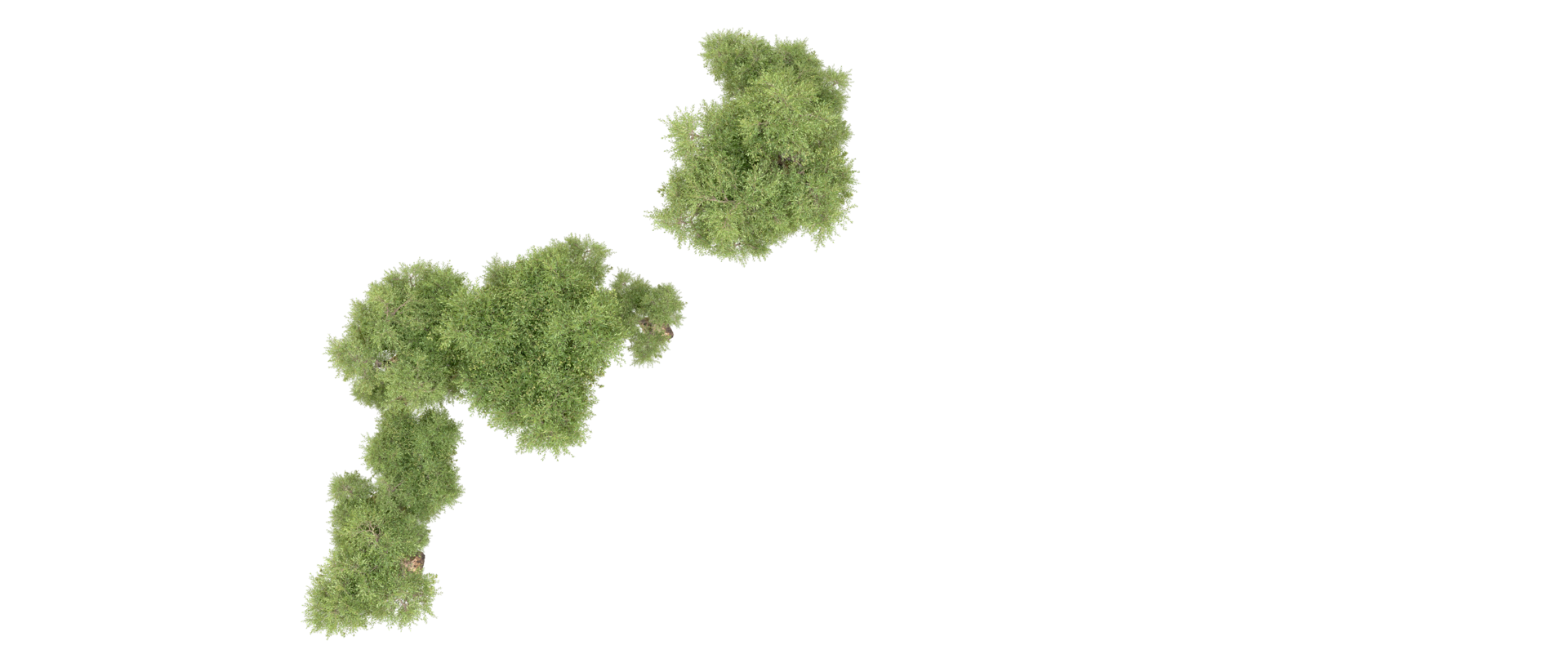 Green forest isolated on background. 3d rendering - illustration png