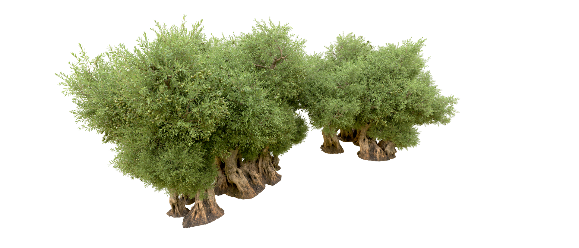 Green forest isolated on background. 3d rendering - illustration png