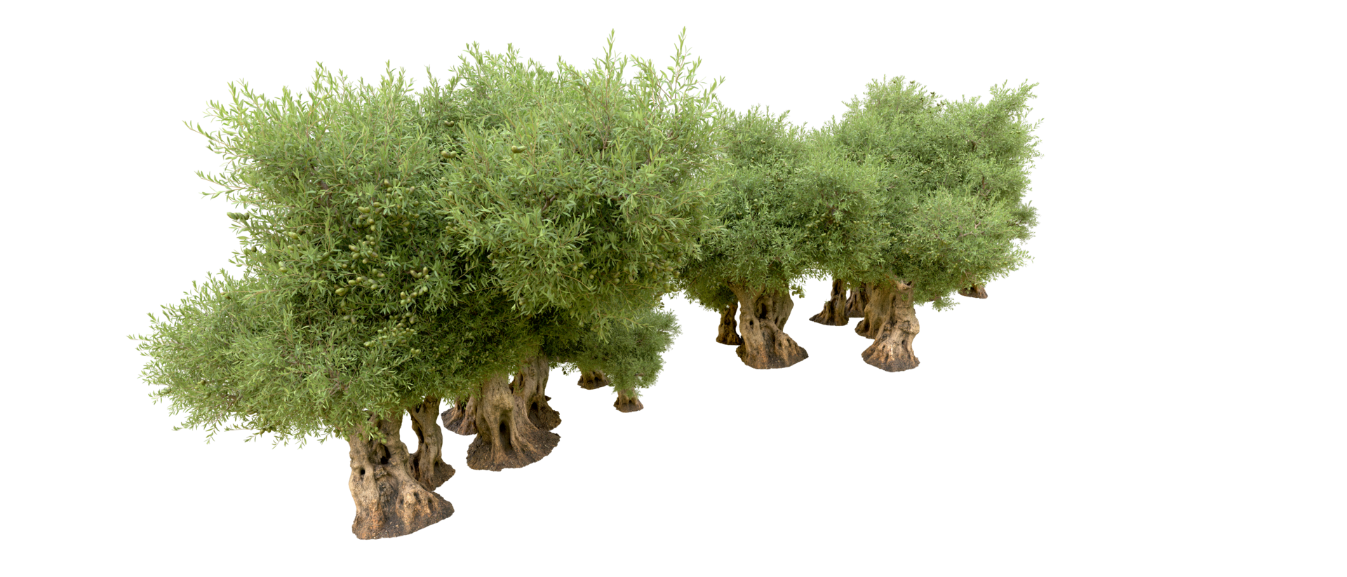 Green forest isolated on background. 3d rendering - illustration png