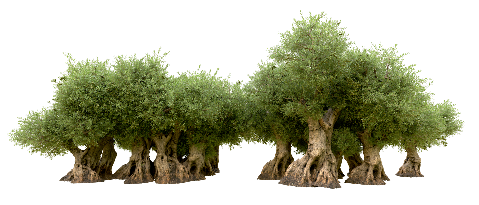 Green forest isolated on background. 3d rendering - illustration png