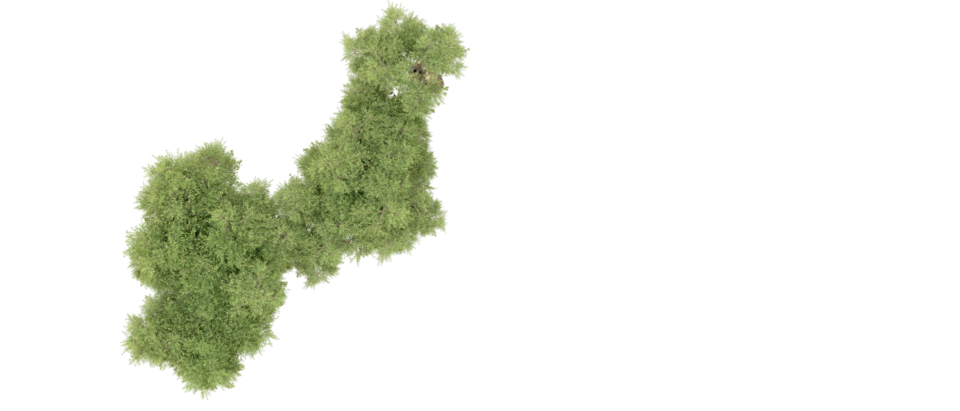 Green forest isolated on background. 3d rendering - illustration png