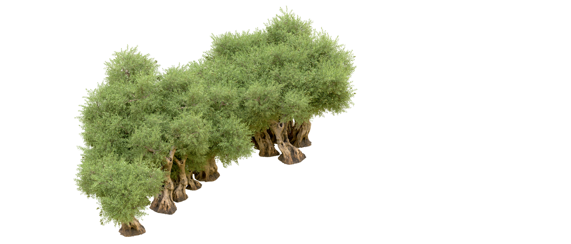 Green forest isolated on background. 3d rendering - illustration png