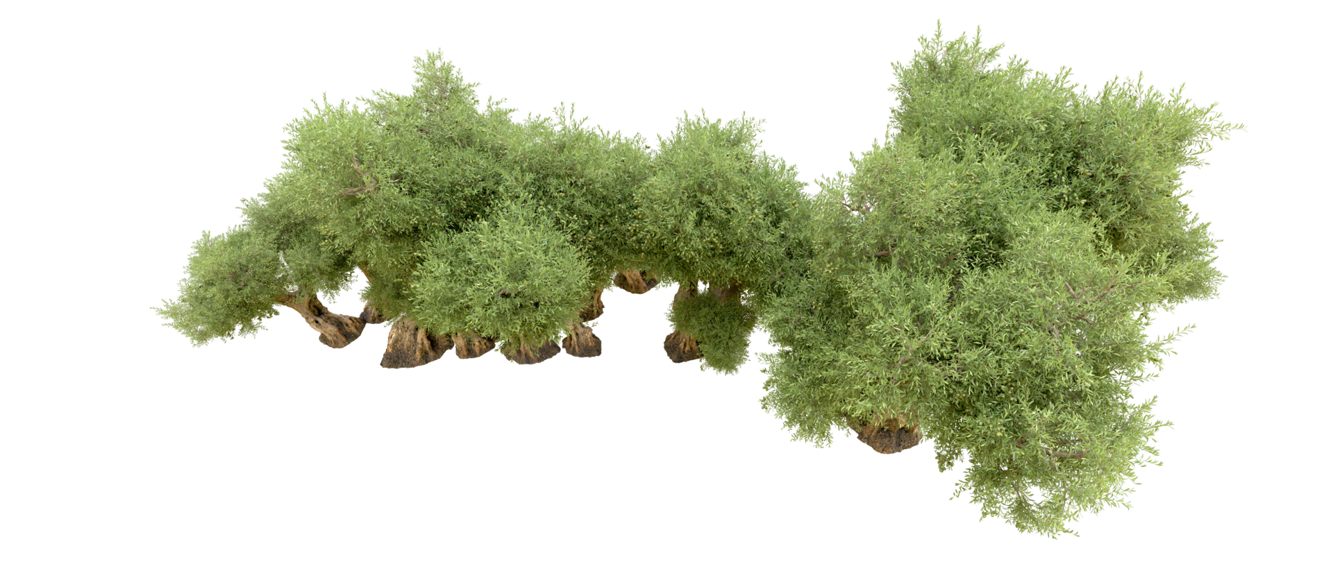 Green forest isolated on background. 3d rendering - illustration png