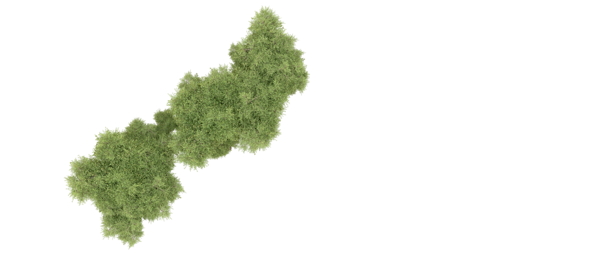 Green forest isolated on background. 3d rendering - illustration png