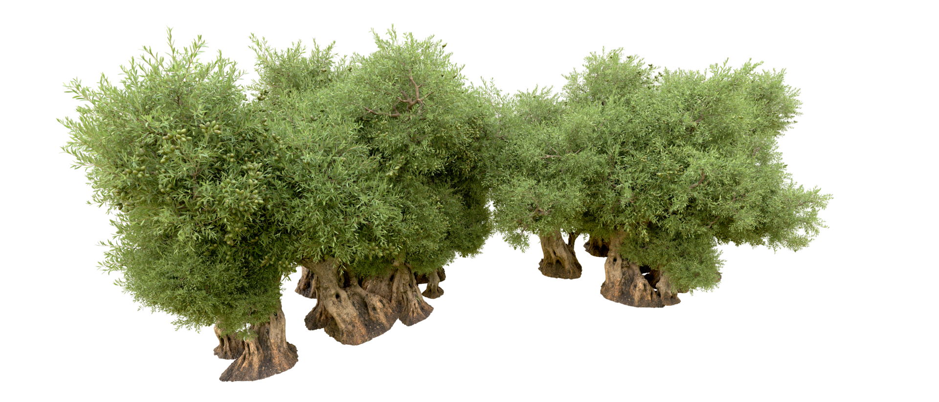 Green forest isolated on background. 3d rendering - illustration png