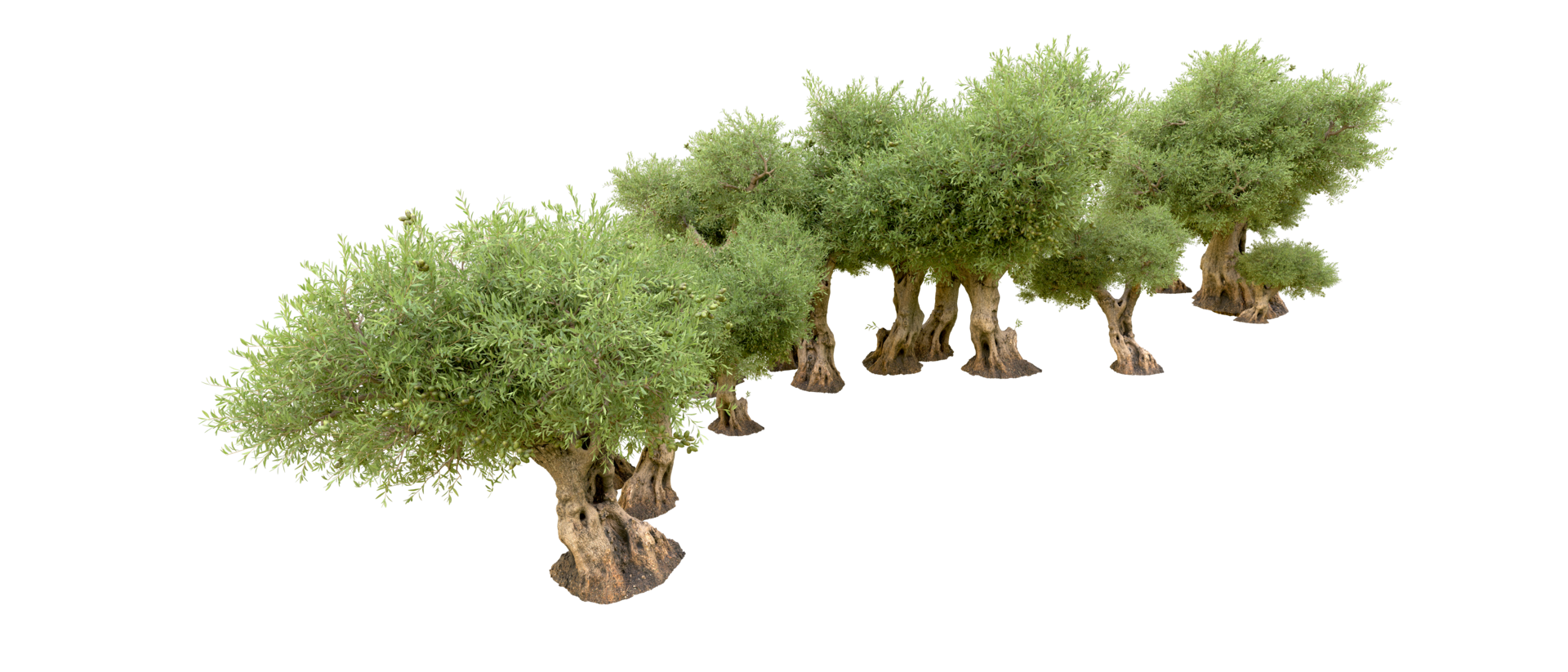 Green forest isolated on background. 3d rendering - illustration png