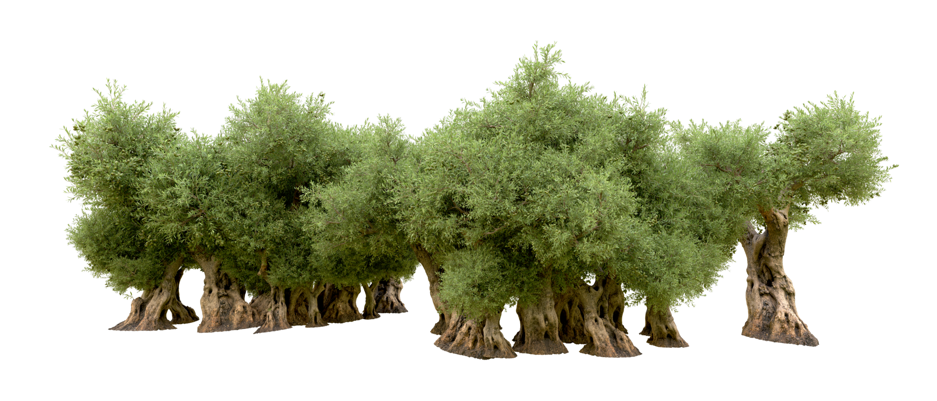Green forest isolated on background. 3d rendering - illustration png
