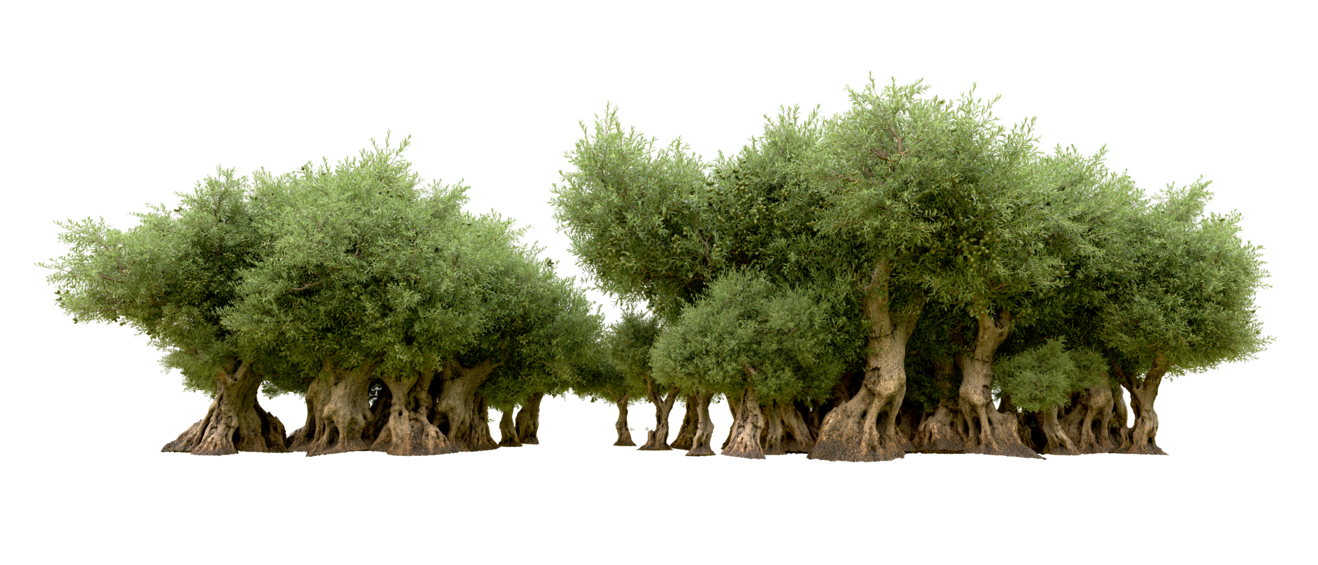 Green forest isolated on background. 3d rendering - illustration png