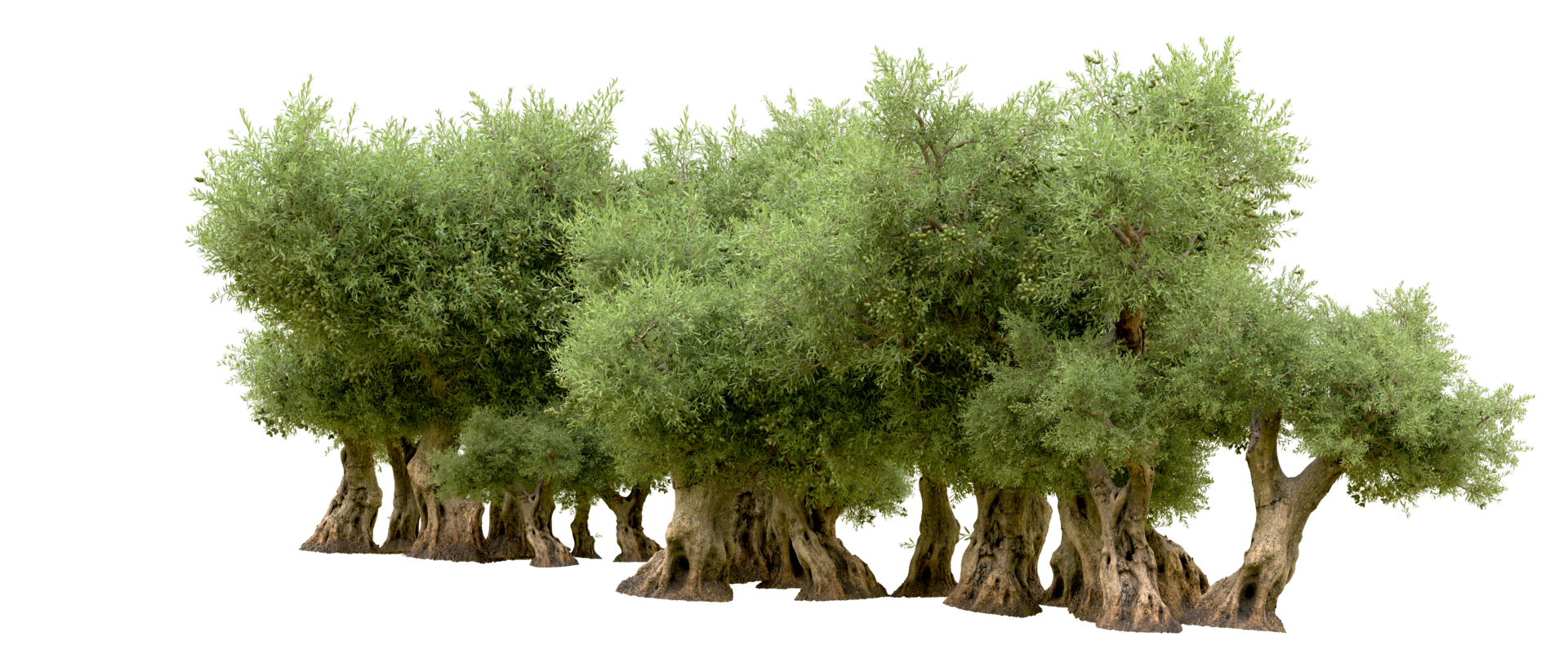 Green forest isolated on background. 3d rendering - illustration png