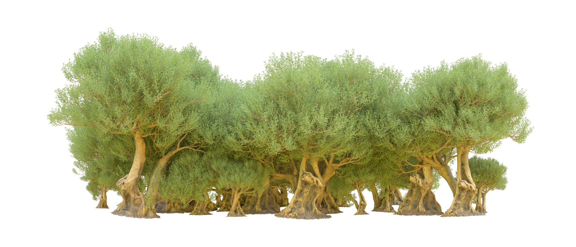 Green forest isolated on background. 3d rendering - illustration png