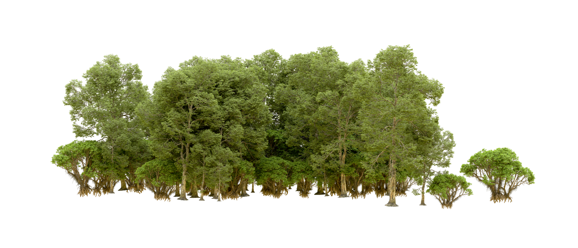 Green forest isolated on background. 3d rendering - illustration png