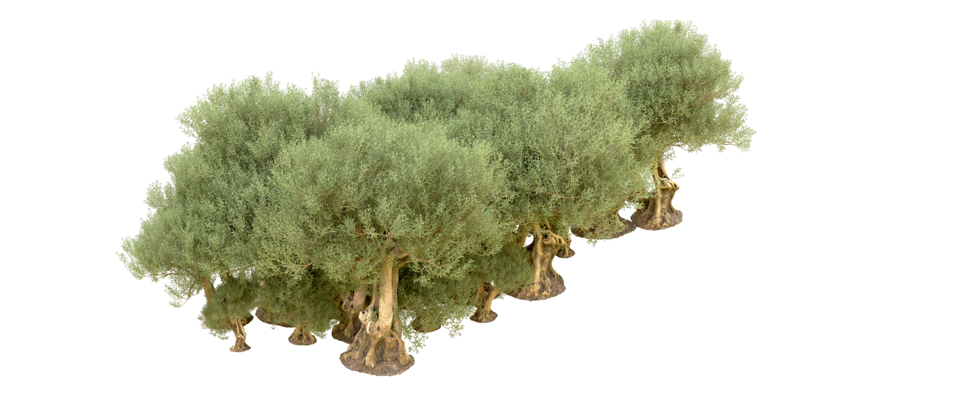 Green forest isolated on background. 3d rendering - illustration png