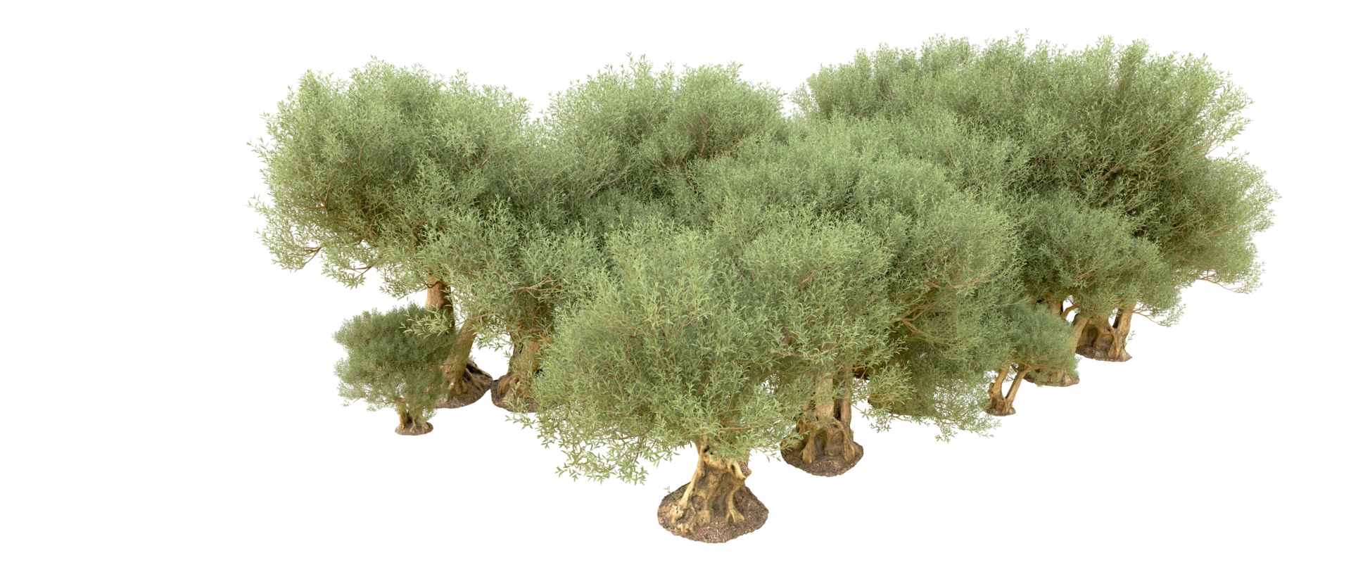 verde floresta isolado em fundo. 3d Renderização - ilustração png