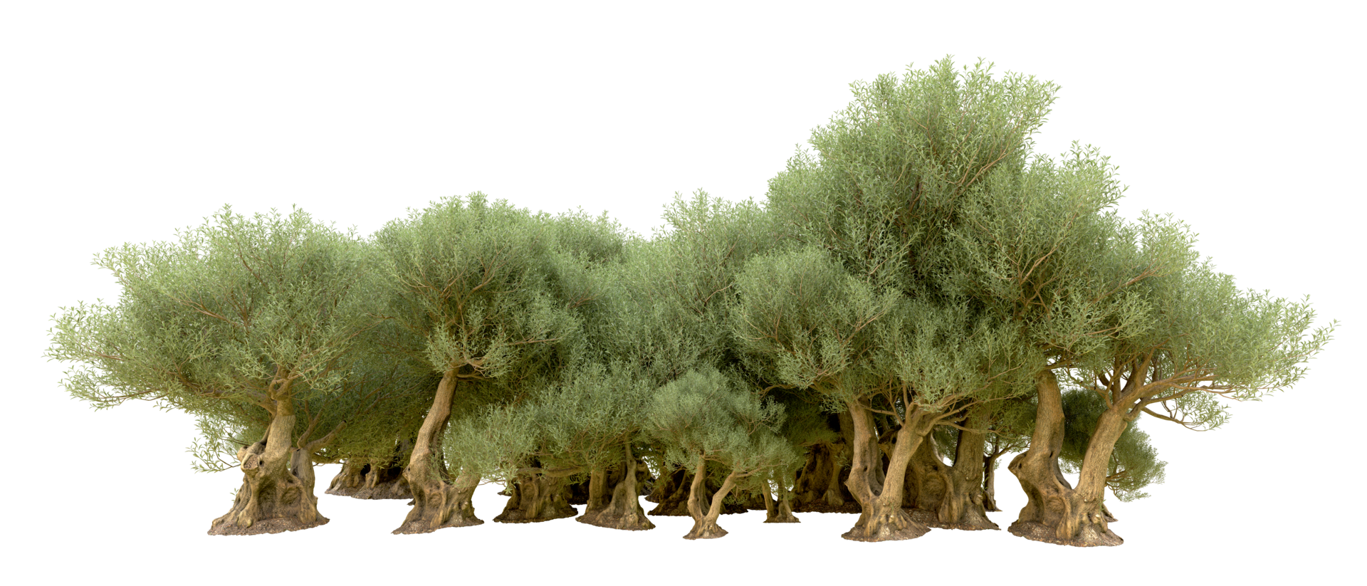 Green forest isolated on background. 3d rendering - illustration png