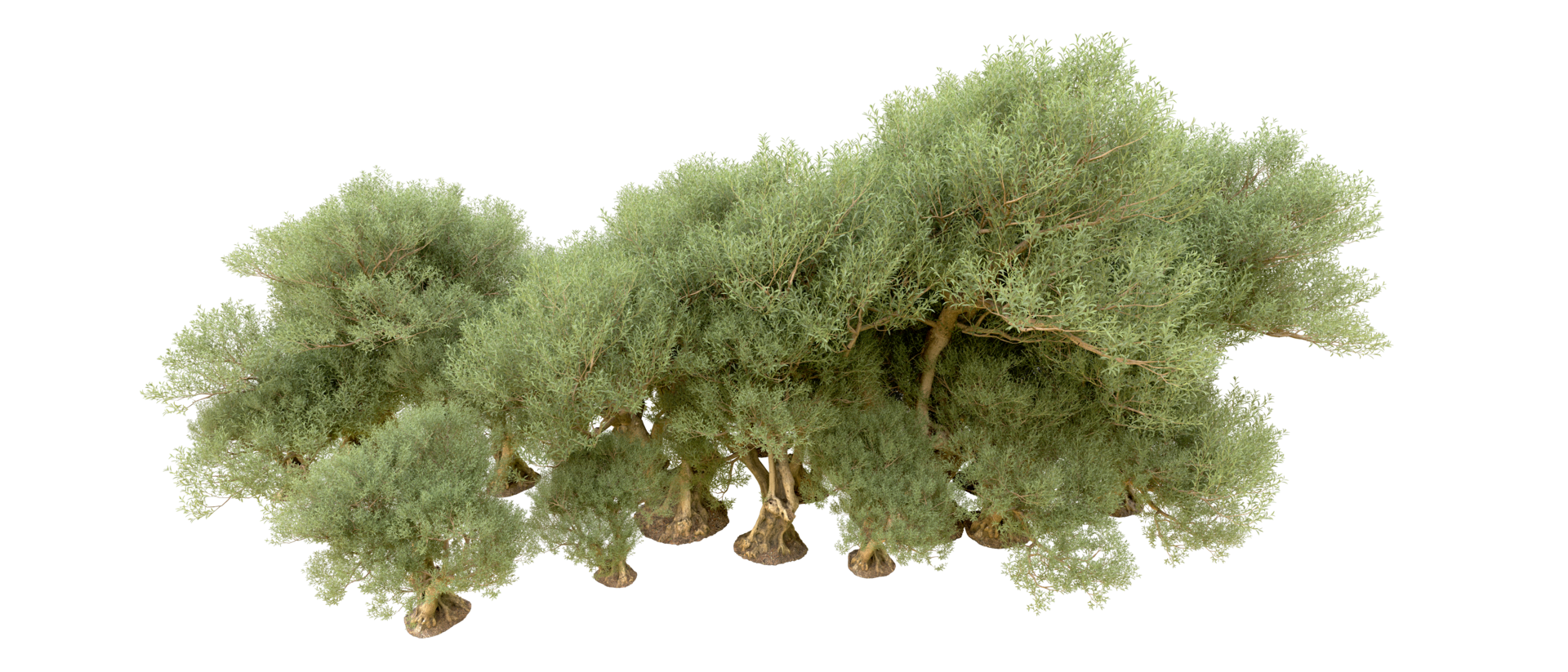 Green forest isolated on background. 3d rendering - illustration png