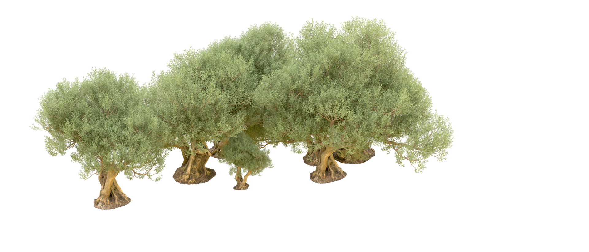 verde foresta isolato su sfondo. 3d interpretazione - illustrazione png