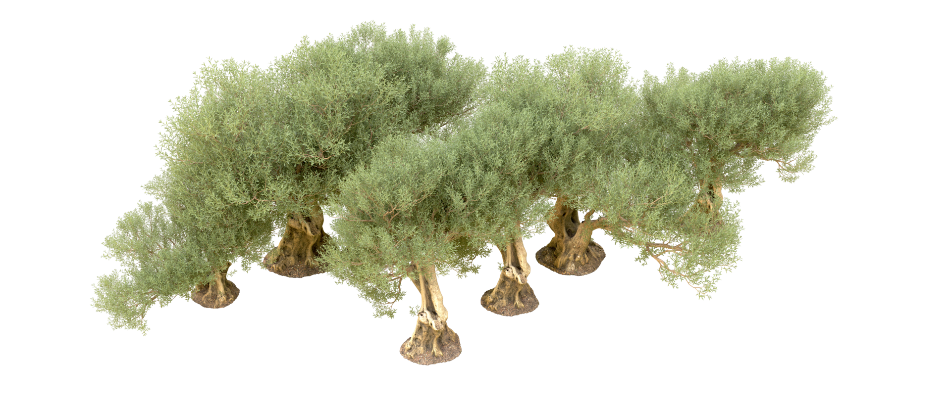 verde foresta isolato su sfondo. 3d interpretazione - illustrazione png