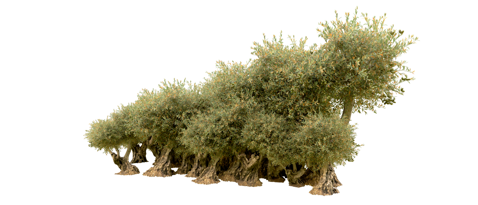 Green forest isolated on background. 3d rendering - illustration png
