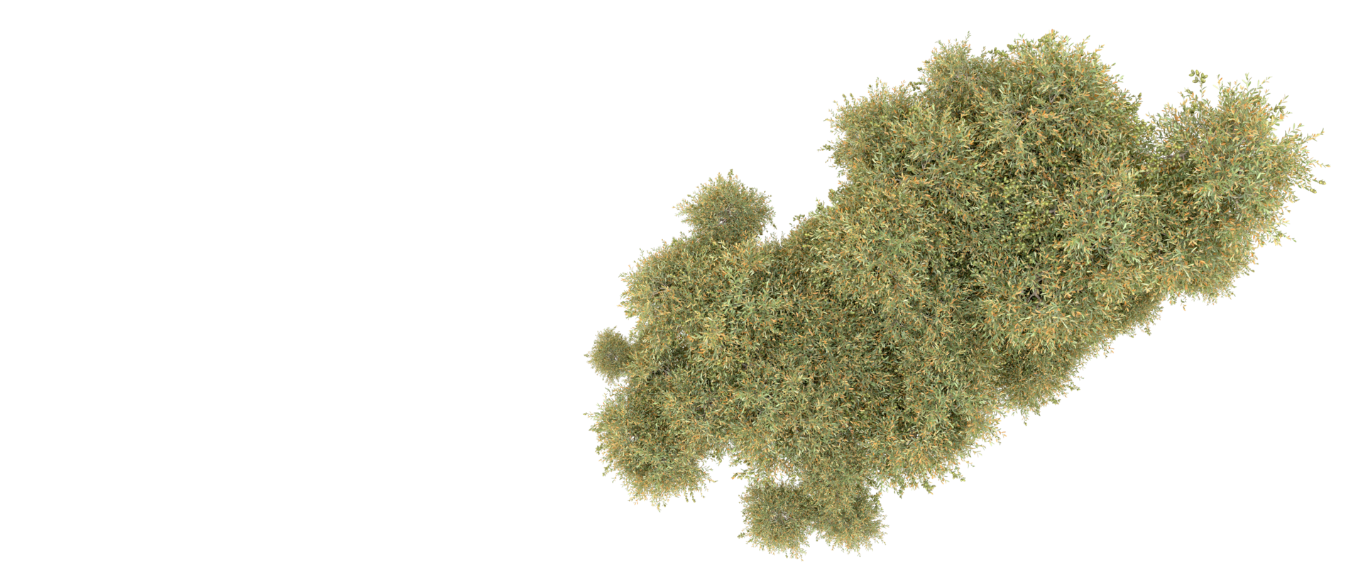 Green forest isolated on background. 3d rendering - illustration png