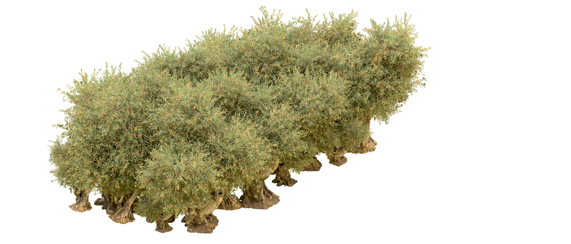 Green forest isolated on background. 3d rendering - illustration png