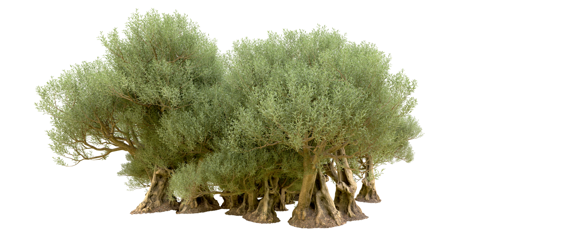 Green forest isolated on background. 3d rendering - illustration png