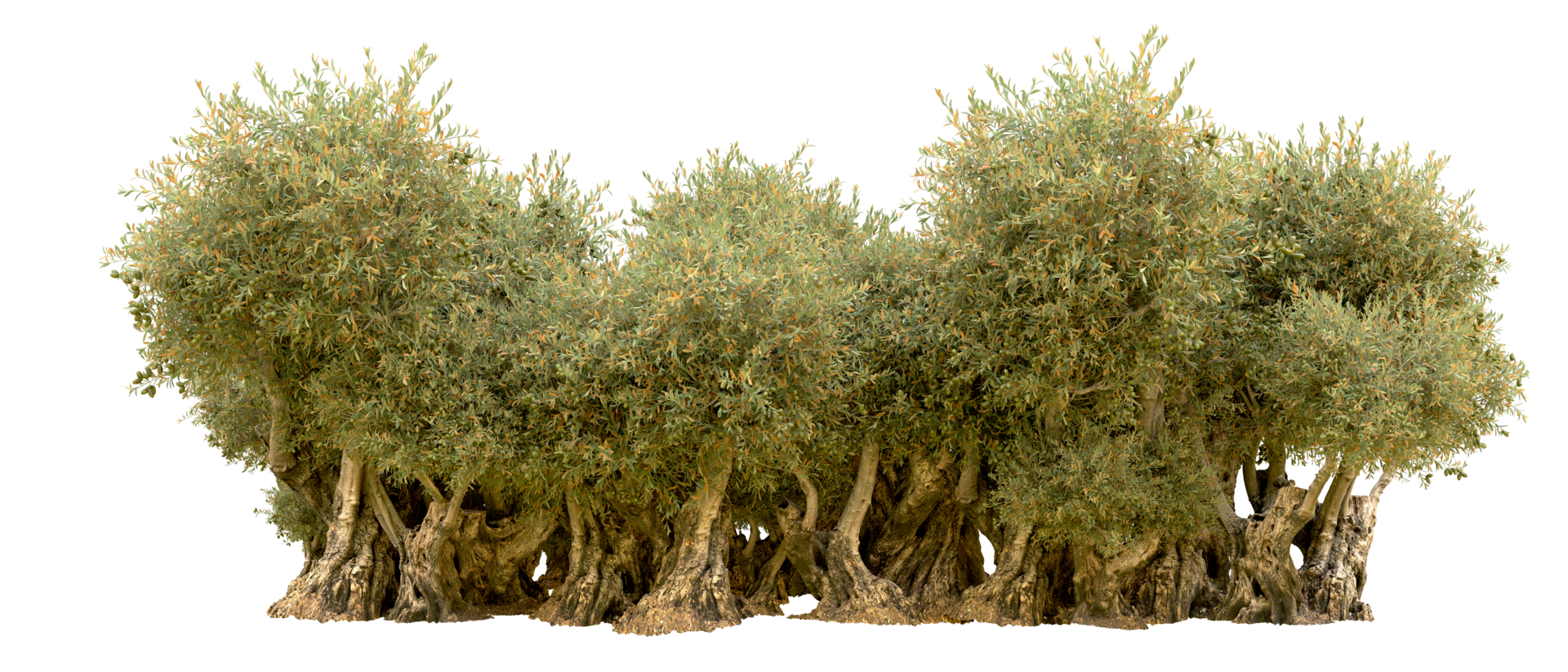 Green forest isolated on background. 3d rendering - illustration png