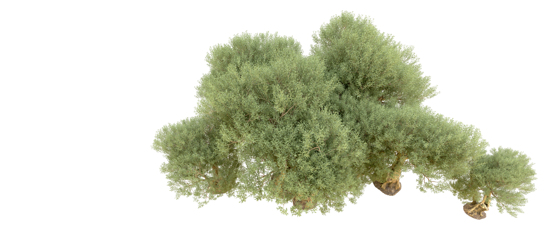 Green forest isolated on background. 3d rendering - illustration png