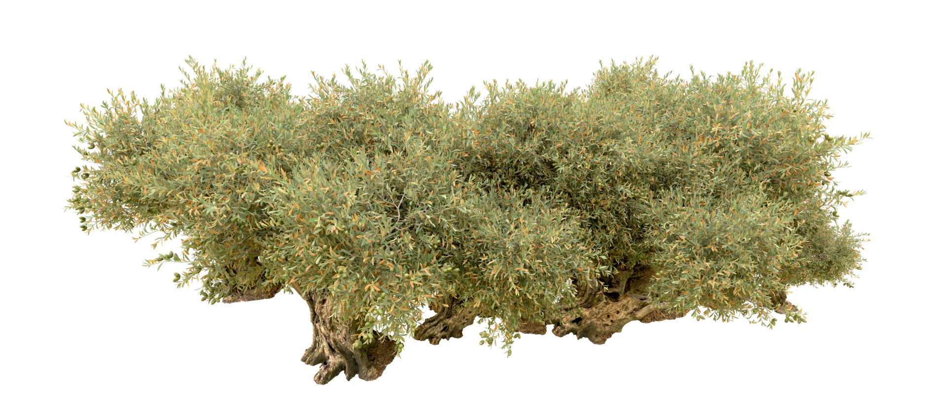 Green forest isolated on background. 3d rendering - illustration png