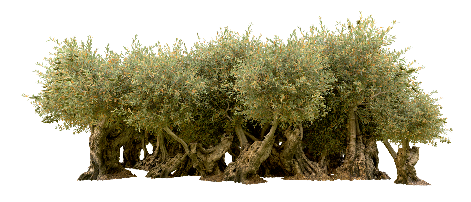Green forest isolated on background. 3d rendering - illustration png