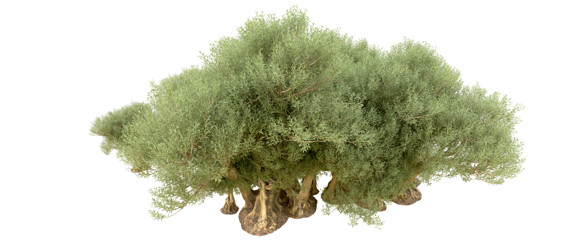 Green forest isolated on background. 3d rendering - illustration png