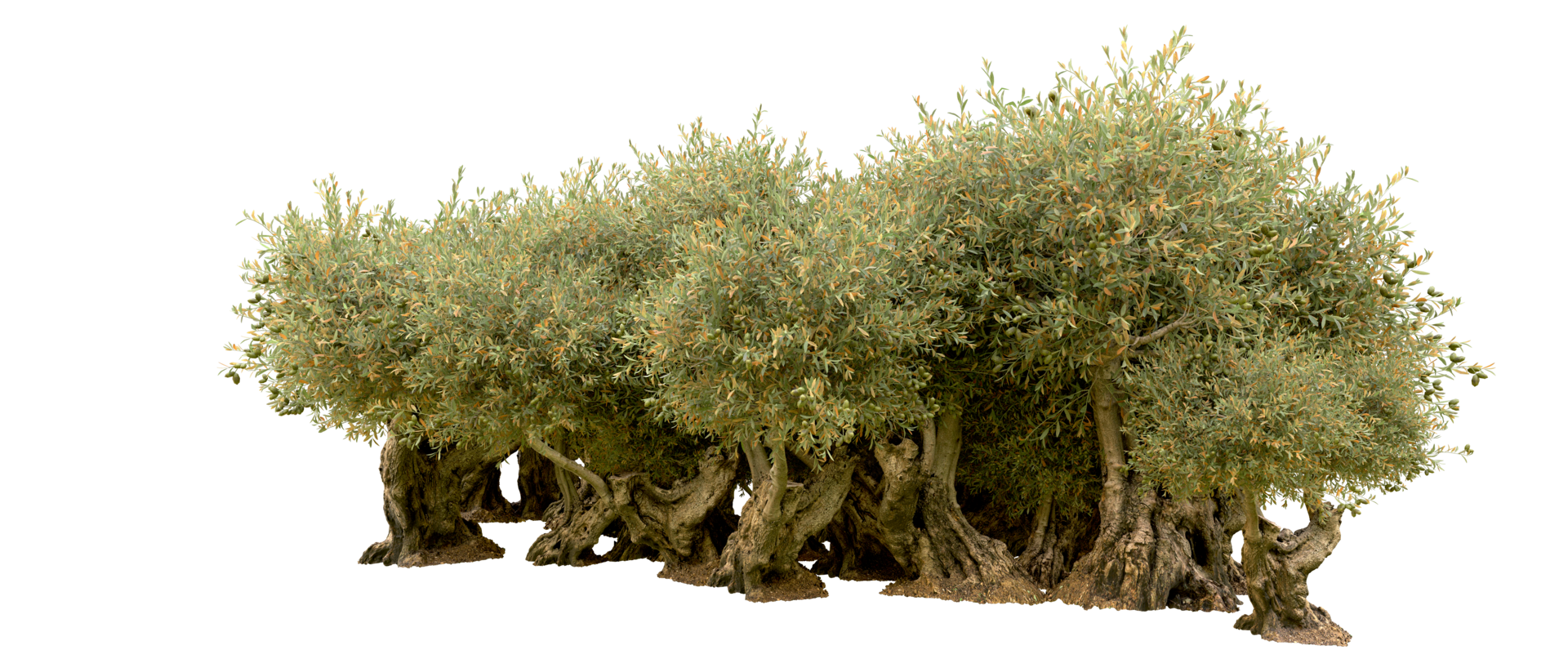 Green forest isolated on background. 3d rendering - illustration png