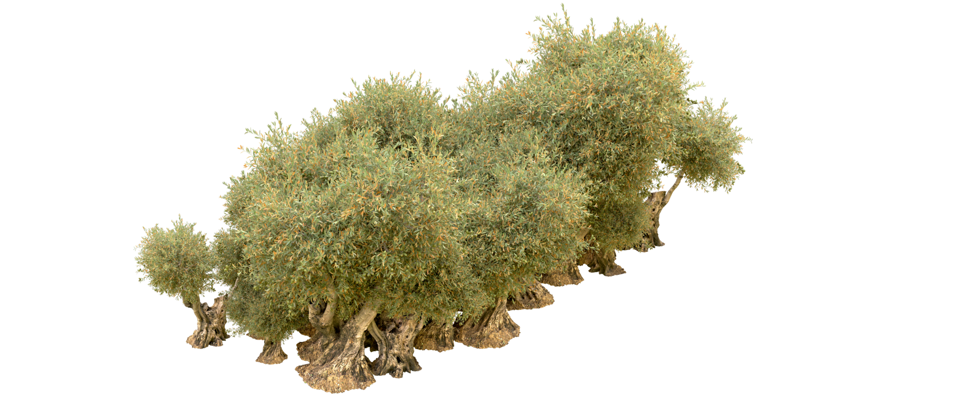 Green forest isolated on background. 3d rendering - illustration png