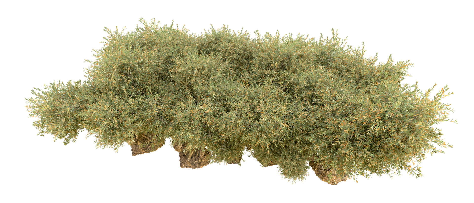 Green forest isolated on background. 3d rendering - illustration png