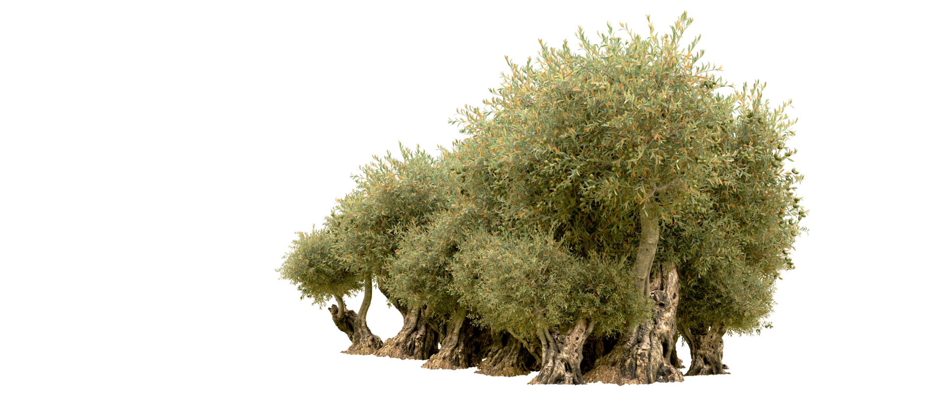 Green forest isolated on background. 3d rendering - illustration png