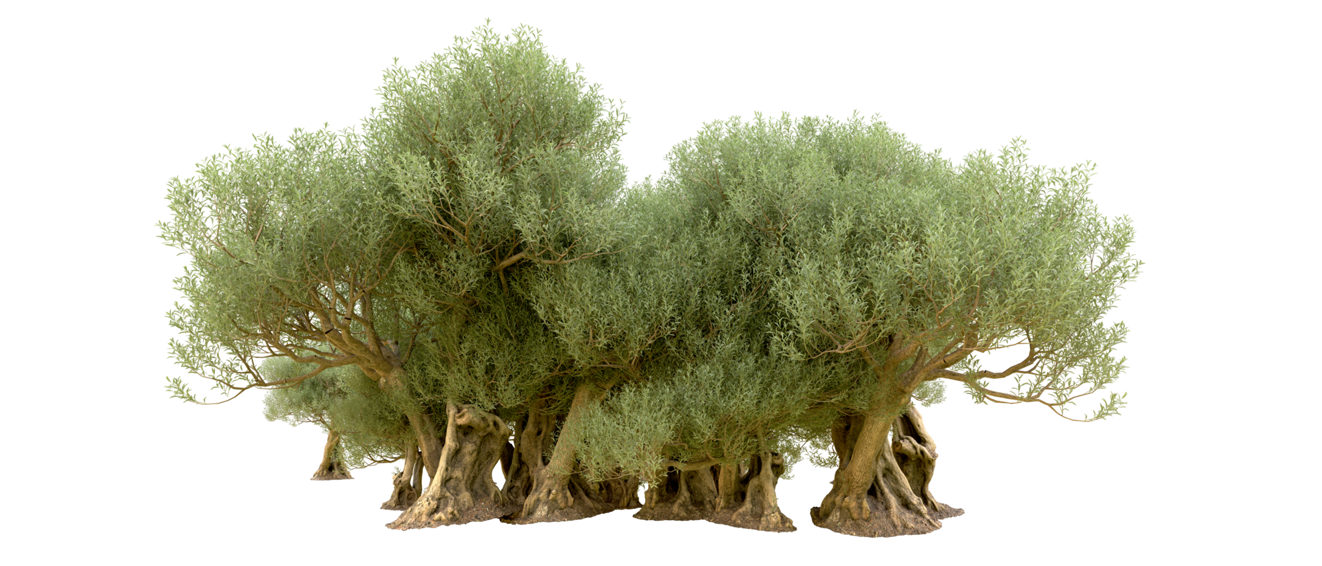 Green forest isolated on background. 3d rendering - illustration png