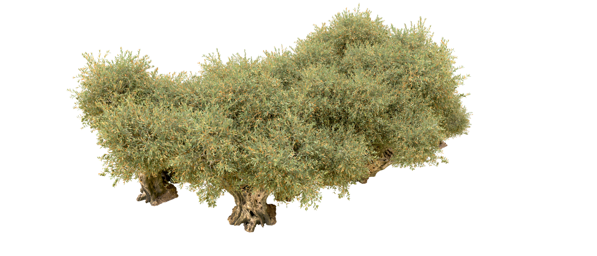 Green forest isolated on background. 3d rendering - illustration png