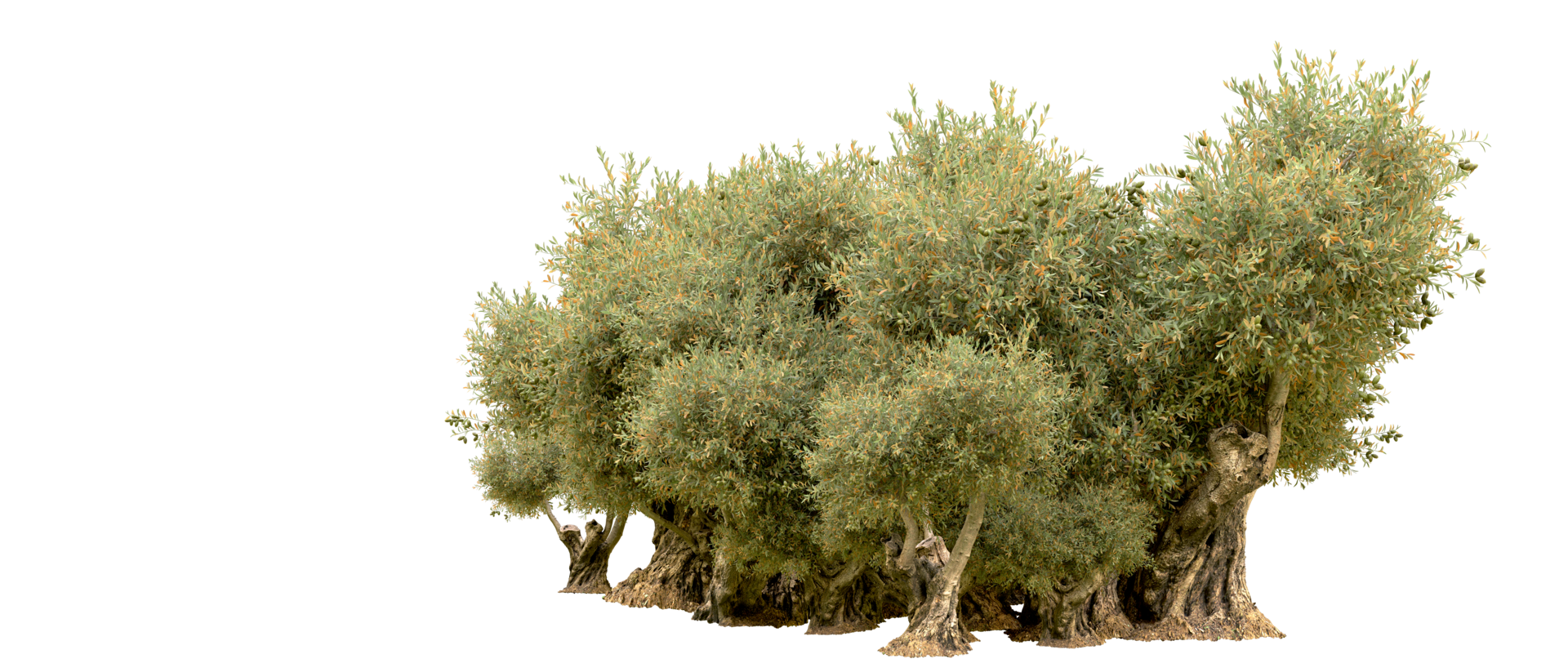 Green forest isolated on background. 3d rendering - illustration png