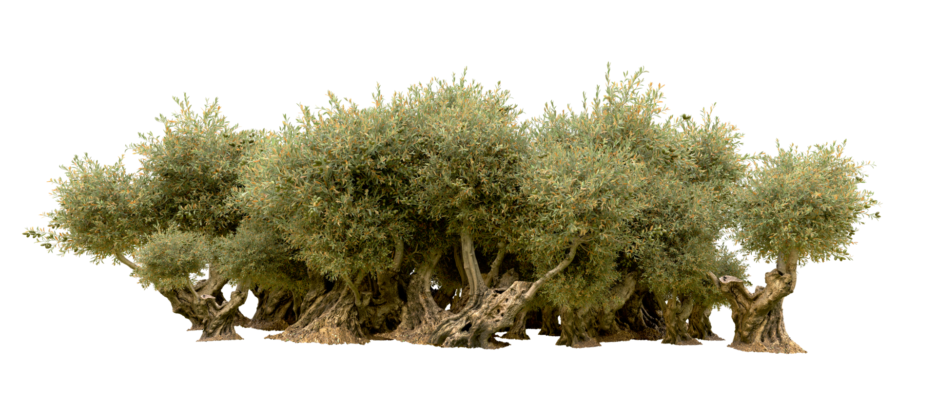Green forest isolated on background. 3d rendering - illustration png