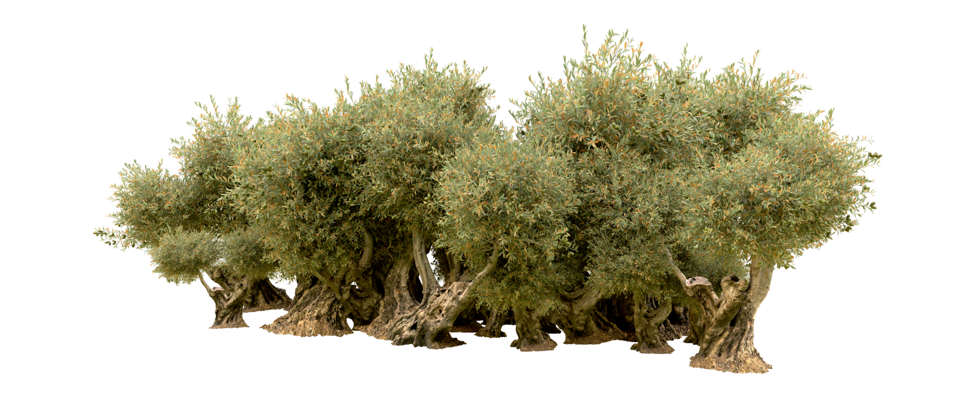 Green forest isolated on background. 3d rendering - illustration png