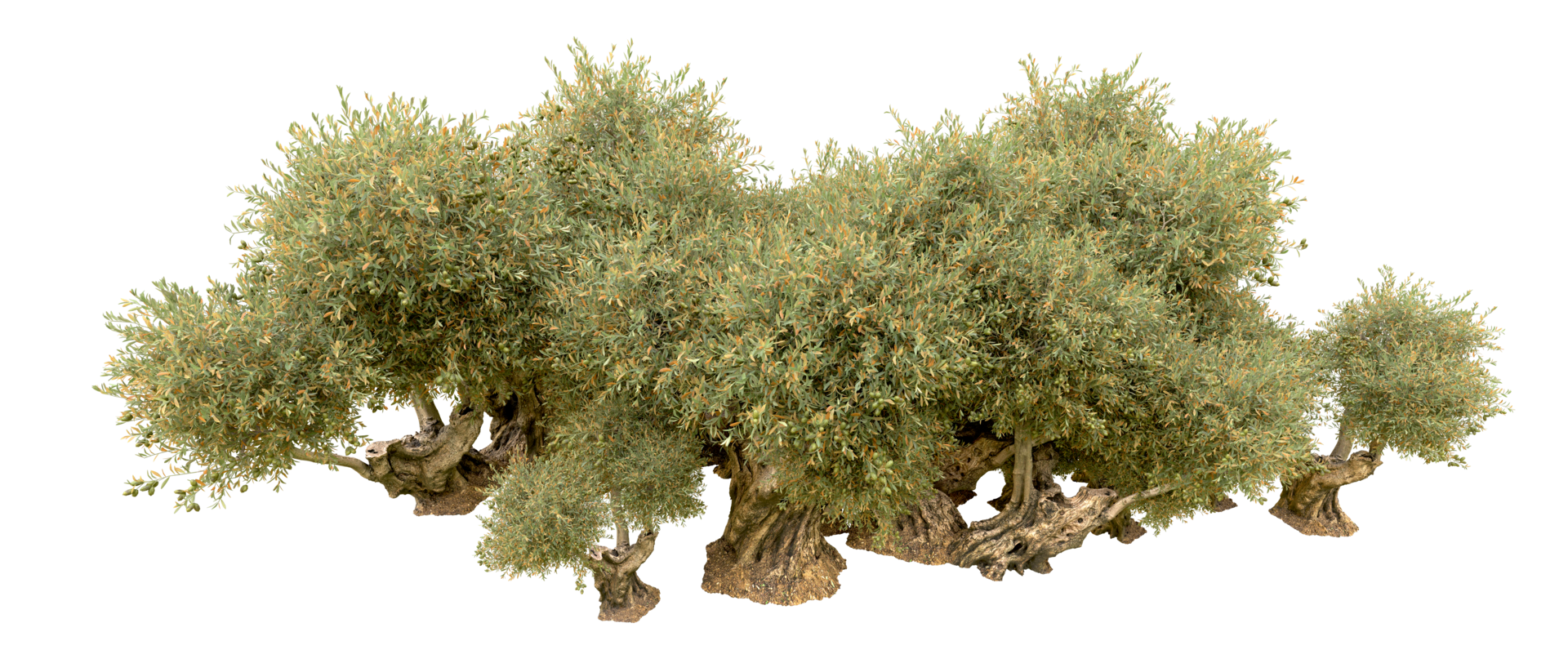Green forest isolated on background. 3d rendering - illustration png
