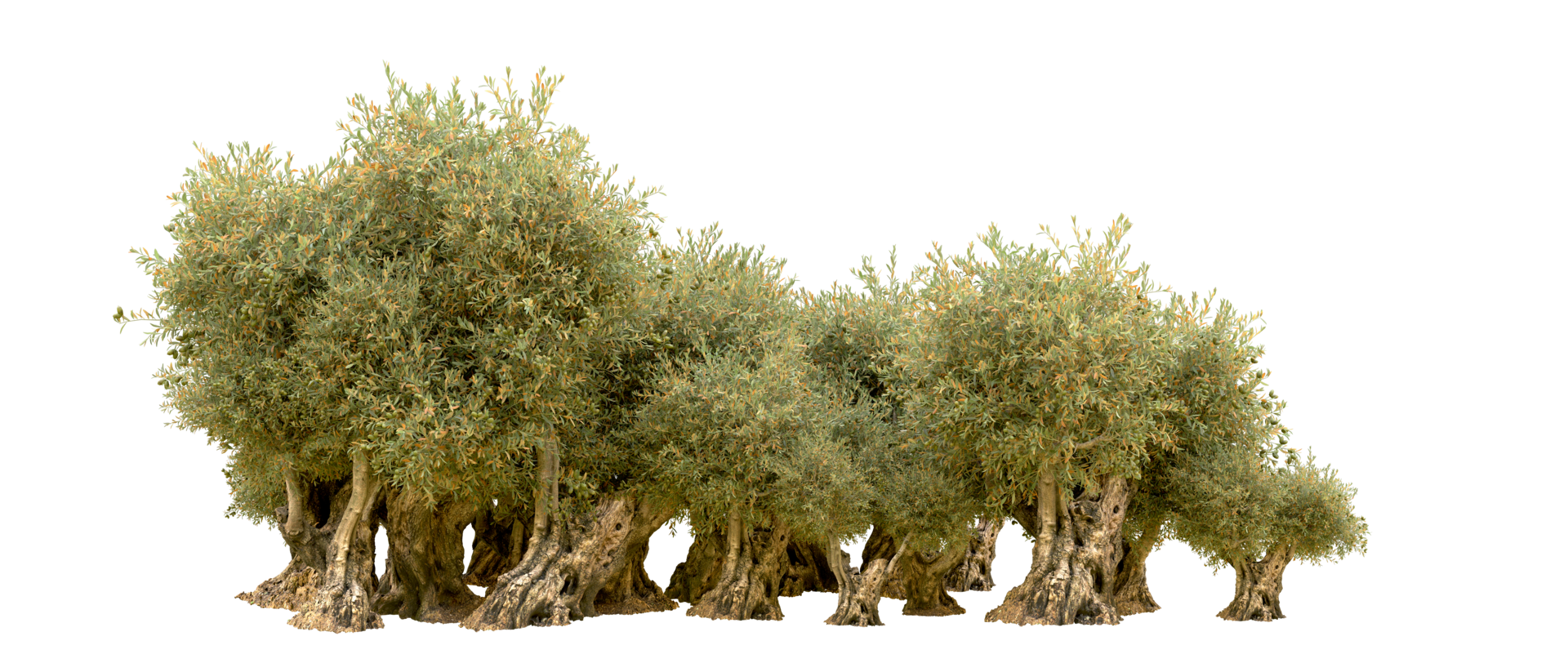 Green forest isolated on background. 3d rendering - illustration png