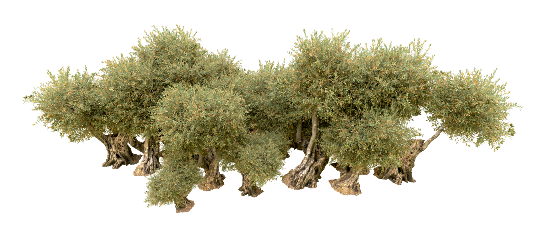 Green forest isolated on background. 3d rendering - illustration png