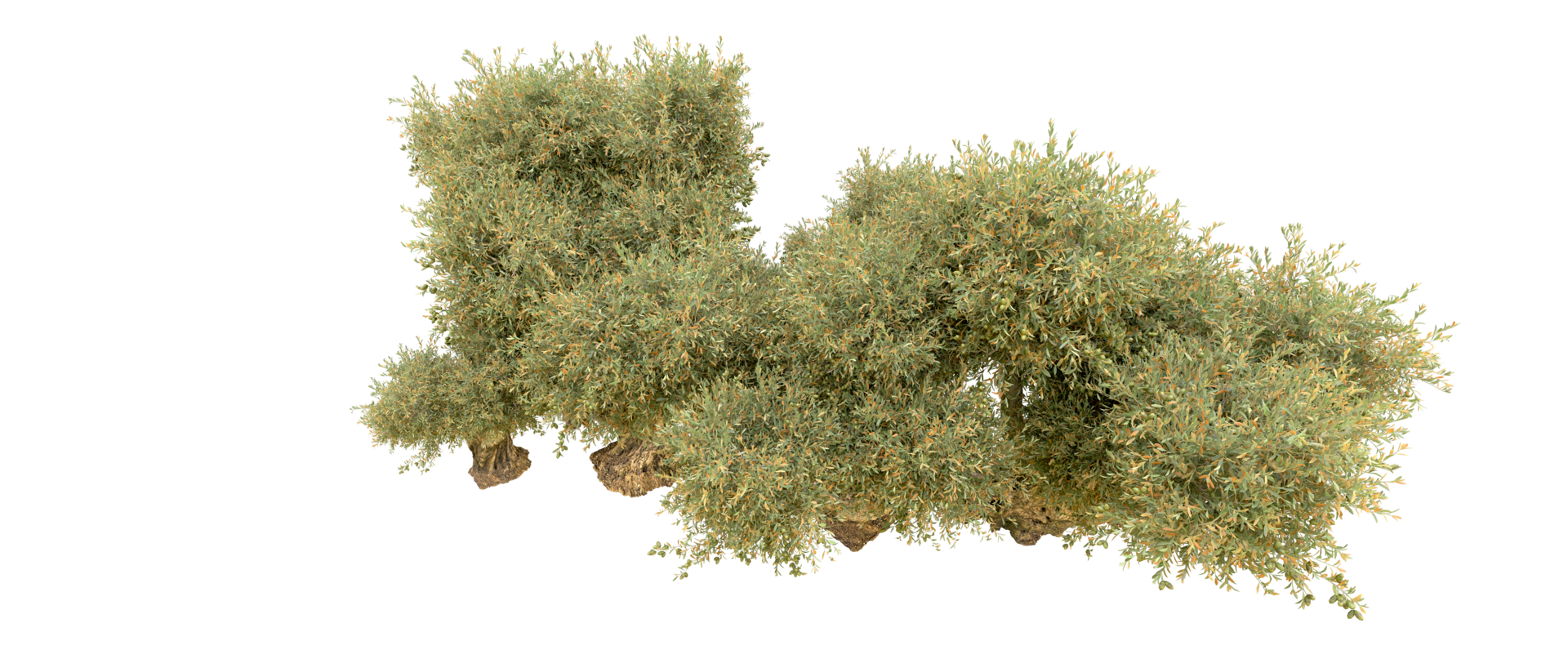 Green forest isolated on background. 3d rendering - illustration png