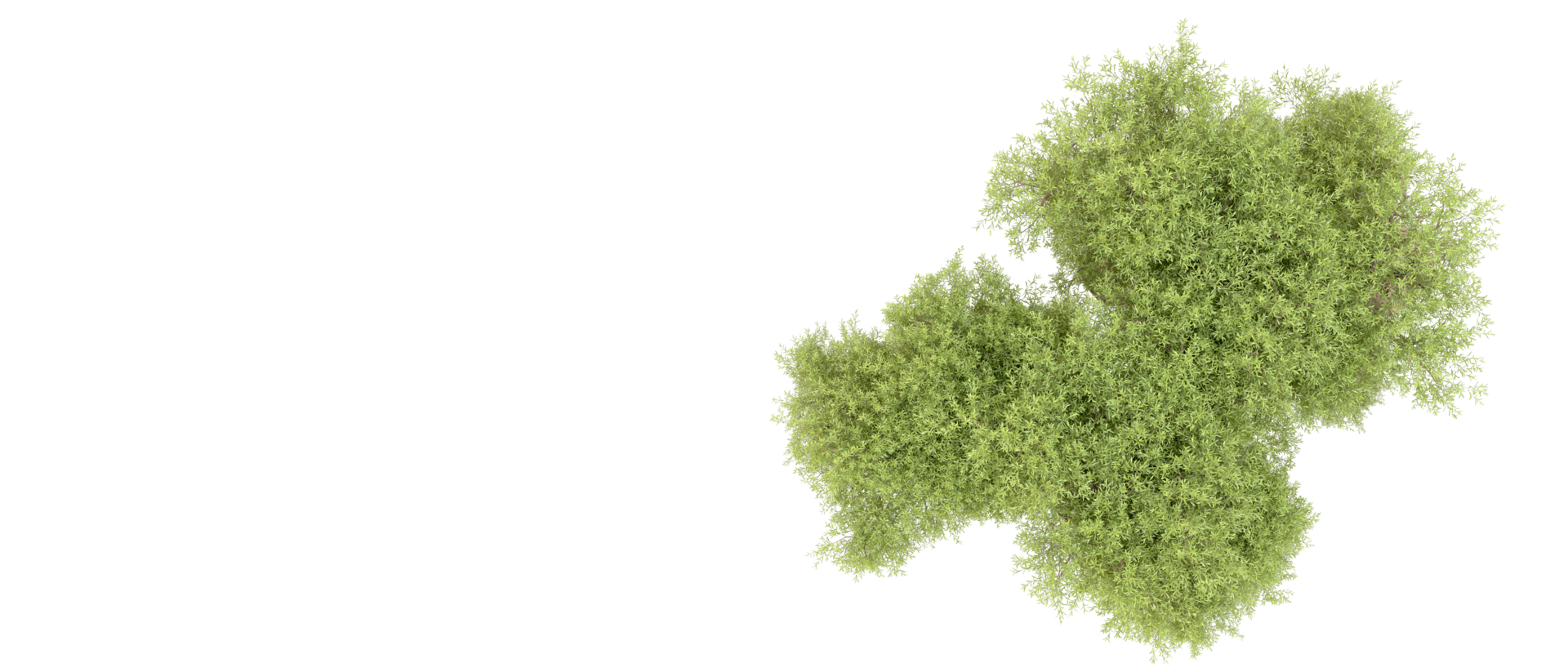 Green forest isolated on background. 3d rendering - illustration png